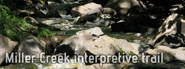 Miller creek's rocky bed runs under a heavily wooded cover